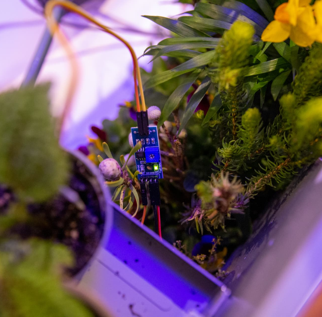 Photo of a moisture sensor surrounded by plants